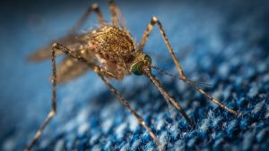 Gyorsan emelkedett a szúnyogok által terjesztett betegségek száma Európában