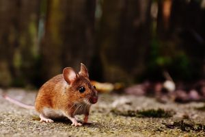 Megfiatalították öregedő egerek agyát