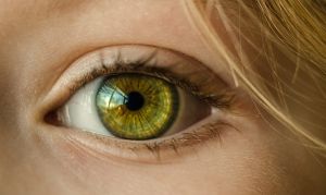 Algákból kinyert fényérzékenységet serkentő gén segíthet a látássérülteken