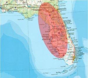 A floridai napfény érlelte, USA földje táplálta szabalpálma – honnan ered, és mitől olyan különleges?